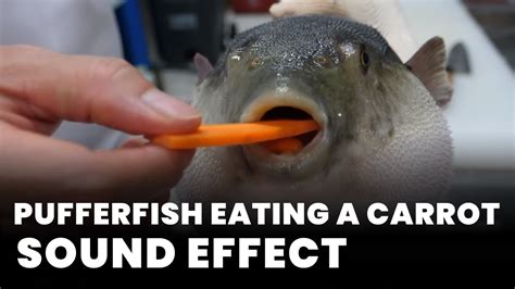 Pufferfish Eating A Carrot Sound Effect - Sound Effect MP3 Download