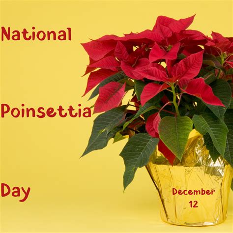 Dec. 12 - National Poinsettia Day | Orthodontic Blog | myorthodontists.info