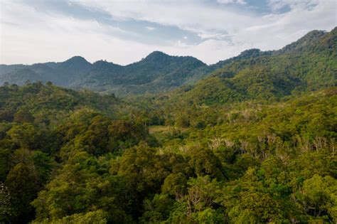 Rimba Collective’s Innovative Forest Conservation at Scale | Rimba ...