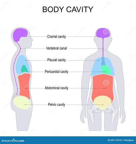 Dorsal and Ventral Body Cavities for Internal Organs or Viscera Stock ...