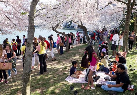 2021 Cherry Blossom Festival - Washington DC | Cherry Blossom Watch