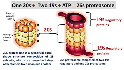 Proteasome: Definition, Function and Inhibition - Biology Brain