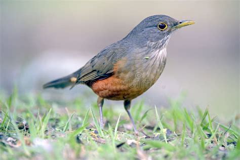 Rufous-bellied Thrush, Bird Symbol of Brazil Stock Image - Image of ...