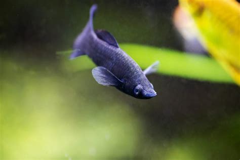 14 Popular Types of Molly Fish Colors, Species & Tails (With Pictures ...