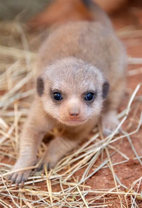 Miami Zoo Shares Baby Meerkat Photos And People Can't Handle The Cuteness