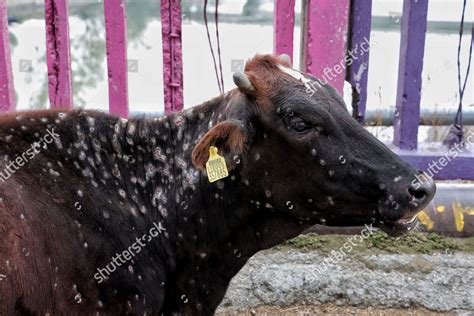 Cow Skin Disease Sits On Bridge Editorial Stock Photo - Stock Image ...