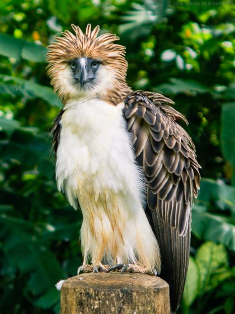 Philippine Eagle | Creatures of the World Wikia | Fandom