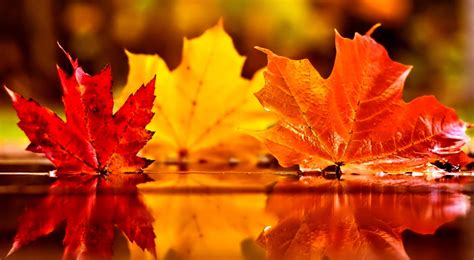 Autumn Leaf Wallpapers - Top Free Autumn Leaf Backgrounds - WallpaperAccess