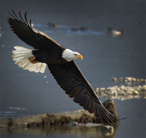 Bald Eagle Interesting Facts