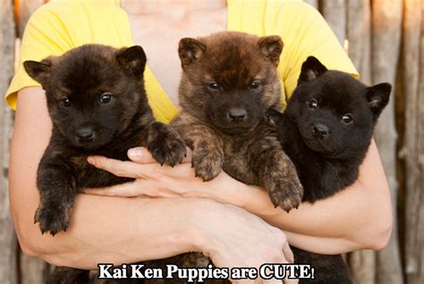 Kai Ken Dog Breed Temperament Diet And Training - Platpets - Training ...