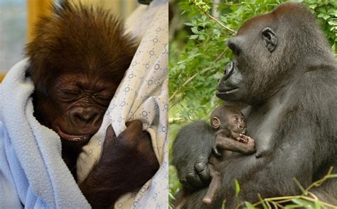 Cincinnati Zoo Workers Play Mom To Baby Gorilla | Here & Now