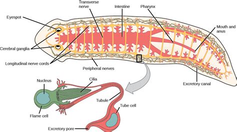 Planaria Cross Section Mesoderm