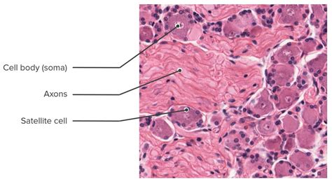 Nervous System: Histology | Concise Medical Knowledge