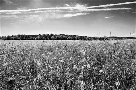 Early Summer Landscape #3 | During a walk near the National … | Flickr