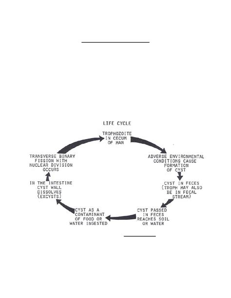 Balantidium Coli Life Cycle