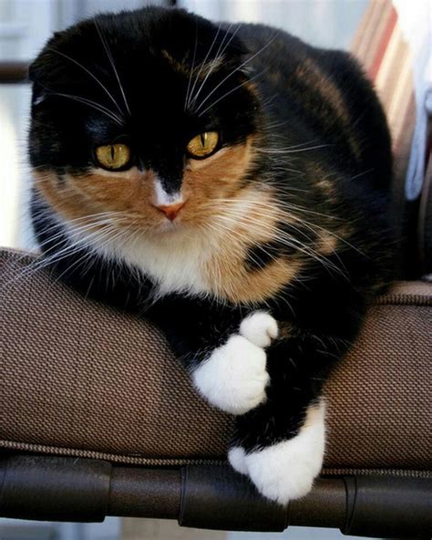 Polydactyl Calico Scottish Fold Cat - #Calico #Cat #Fold #polydactyl # ...