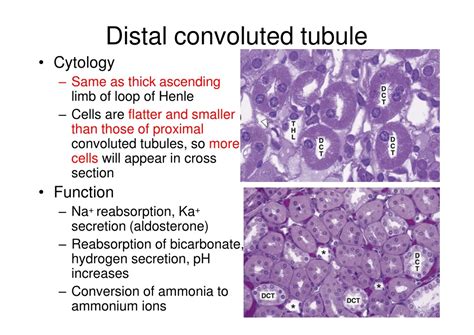 PPT - Histology of the Urinary System PowerPoint Presentation, free ...