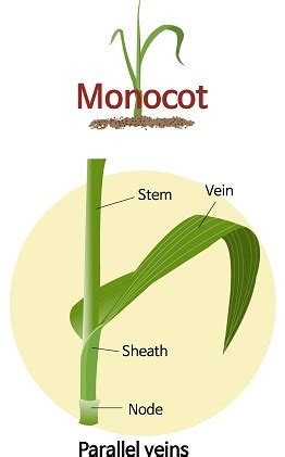 Internal structure of monocot leaf (Grass Leaf) — lesson. Science State ...