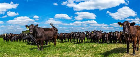 7 facts about Black Angus cattle | AGDAILY