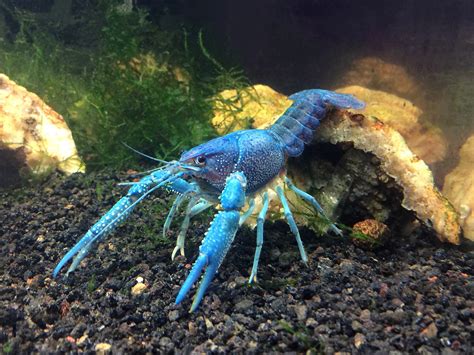 Aquatic Arts 1 B-Grade Electric Blue Crayfish | Live Freshwater ...