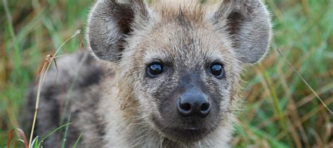 Mind-altering parasite makes hyena cubs bolder - The Wildlife Society