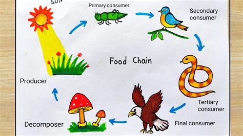 Simple Food Web Diagram