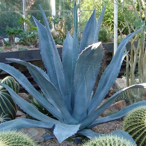 Agave americana (Century Plant) – Ricardo's Nursery