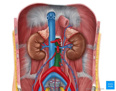 Retroperitoneal space and associated lymph nodes | Kenhub