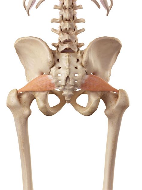 Piriformis Syndrome – What is it and how can Myotherapy and massage ...