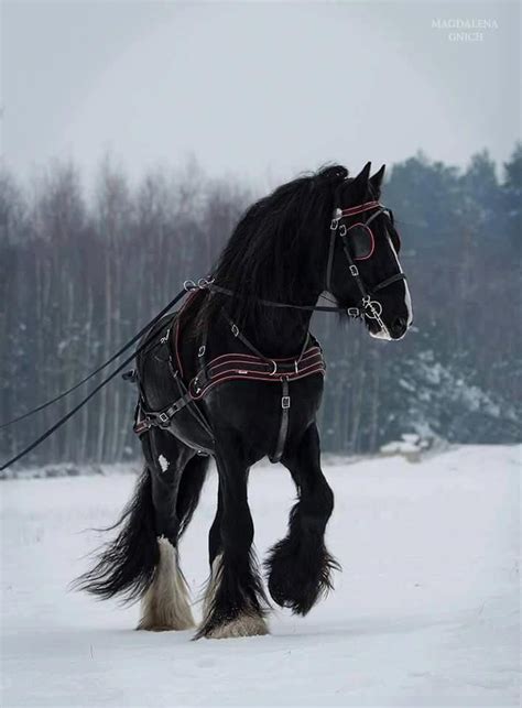 Amusing showed horse breed Join the Club | Horses, Clydesdale horses ...