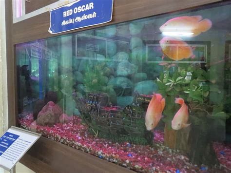 The Ultimate Oscar Fish Care Guide 2021 (Everything You Need To Know)