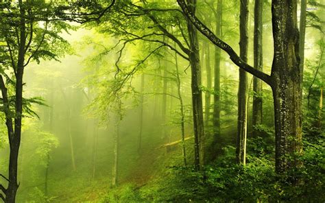 Beautiful-Green-Forest-Nature-Wallpaper-Desktop – JAKARTA ANIMAL AID ...