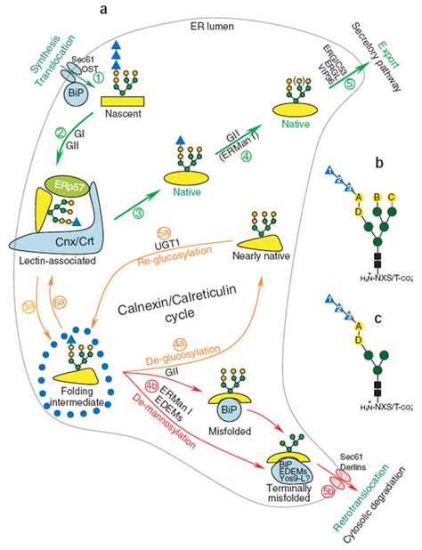 The fate of newly synthesized glycoproteins in the ER lumen.(a) Nascent ...