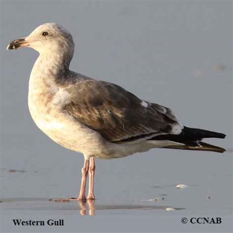 Western Gull Range Map (Larus occidentalis)