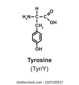 Tyrosine Amino Acid Molecule Skeletal Structure Stock Vector (Royalty ...