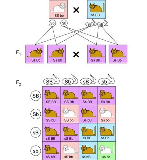 Punnett Square - Definition, Types and Examples | Biology