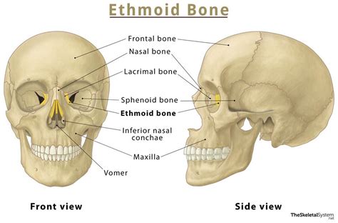 Ethmoid Bone – Location, Function, Anatomy, & Diagram