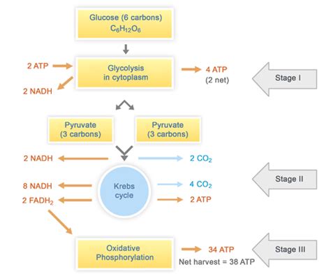 Cell Respiration Steps