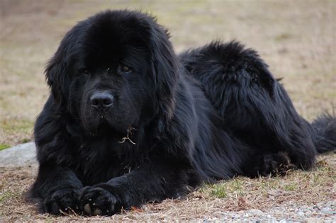 Newfoundland Dogs Wallpapers - Wallpaper Cave