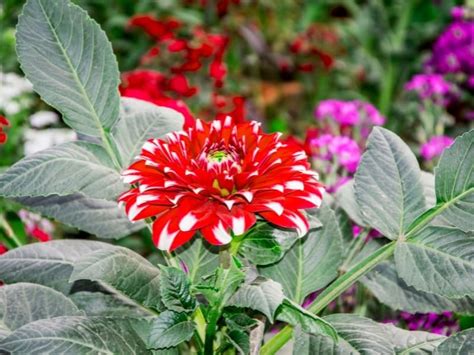 When to Plant Dahlia Bulbs - Planting Guide 2024 - Northern Nester