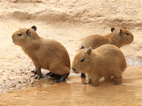 Capybara | Alexandria Zoo