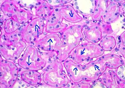 Histology tubules