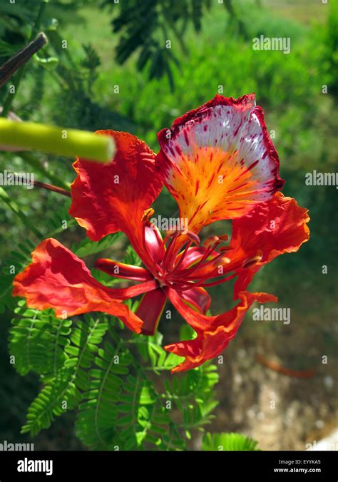 Royal poinciana, Flamboyant, Flame tree (Delonix regia), flower, Egypt ...