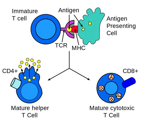 Antigen Processing and Presentation - TeachMePhysiology