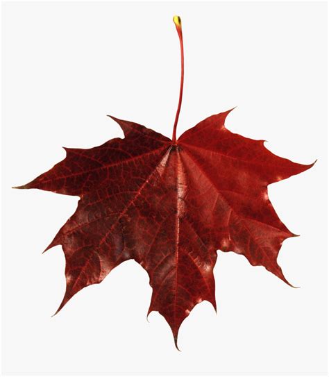 Autumn Png Leaf - Transparent Background Fall Leaf, Png Download - kindpng