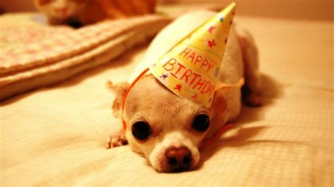 Dog Bark Happy Birthday - Birthday Cards Images With Dogs - 661x886 ...