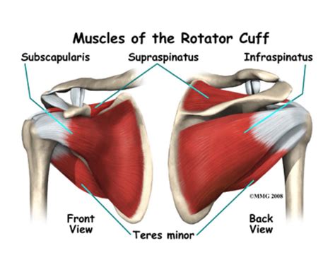 Rotator Cuff Anatomy Shoulder Muscle Anatomy Shoulder Anatomy | Images ...