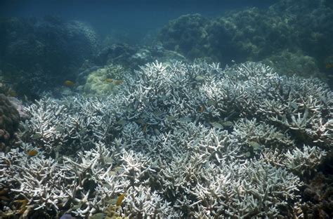 Bleaching Is Killing a Third of Coral in the Great Barrier Reef’s North