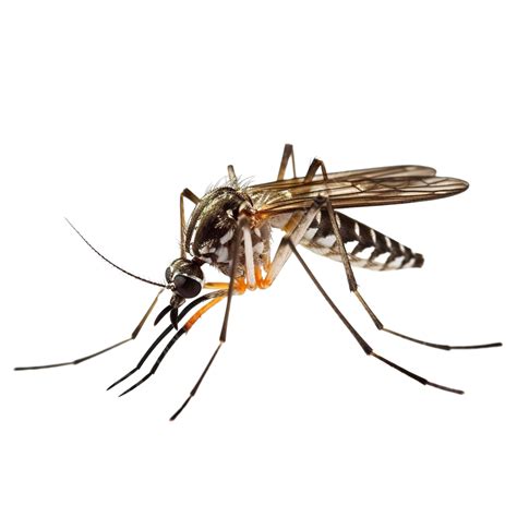 Aedes Aegypti Mosquito, Mosquito, Bite, Insect PNG Transparent Image ...