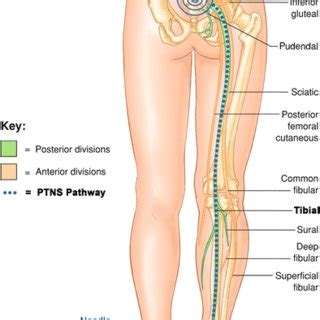 The peripheral tibial nerve stimulation pathway to the sacral plexus ...